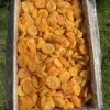 Курага «Ірис»